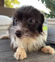 Cocoa , a female Pomchi for sale in Houston, TX – 1 of 6