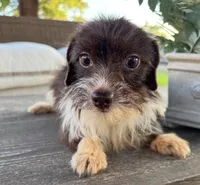 Cocoa , a female Pomchi for sale in Houston, TX – 5 of 6