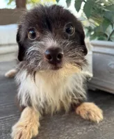 Cocoa , a female Pomchi for sale in Houston, TX – 4 of 6