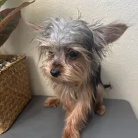 Emily, a female Yorkshire Terrier for sale in Houston, TX – Photo 8 of 9