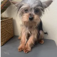 Emily, a female Yorkshire Terrier for sale in Houston, TX – Photo 4 of 9