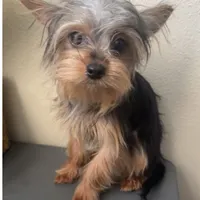 Emily, a female Yorkshire Terrier for sale in Houston, TX – Photo 3 of 9