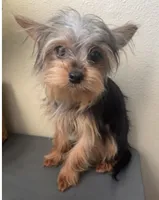 Emily, a female Yorkshire Terrier for sale in Houston, TX – Photo 3 of 9