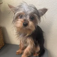 Emily, a female Yorkshire Terrier for sale in Houston, TX – Photo 1 of 9
