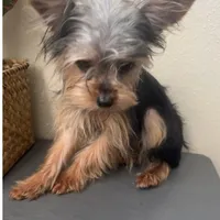 Emily, a female Yorkshire Terrier for sale in Houston, TX – Photo 2 of 9