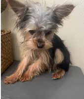 Emily, a female Yorkshire Terrier for sale in Houston, TX – Photo 2 of 9