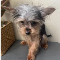 Emily, a female Yorkshire Terrier for sale in Houston, TX – Photo 5 of 9