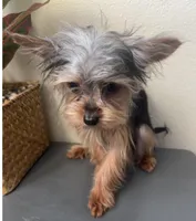 Emily, a female Yorkshire Terrier for sale in Houston, TX – Photo 5 of 9