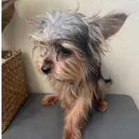 Emily, a female Yorkshire Terrier for sale in Houston, TX – Photo 6 of 9