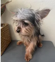 Emily, a female Yorkshire Terrier for sale in Houston, TX – Photo 6 of 9