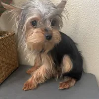 Emily, a female Yorkshire Terrier for sale in Houston, TX – Photo 9 of 9