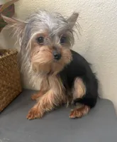 Emily, a female Yorkshire Terrier for sale in Houston, TX – Photo 9 of 9