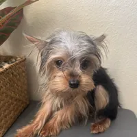 Emily, a female Yorkshire Terrier for sale in Houston, TX – Photo 7 of 9