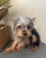 Emily, a female Yorkshire Terrier for sale in Houston, TX – Photo 7 of 9