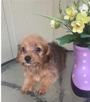 Mica, a female Morkie for sale in Houston, TX – 8 of 9