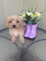 Bella, a female Morkie for sale in Houston, TX – 5 of 8