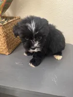 Teddy, a male Maltipoo for sale in Houston, TX – Photo 7 of 9