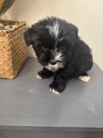 Teddy, a male Maltipoo for sale in Houston, TX – Photo 8 of 9