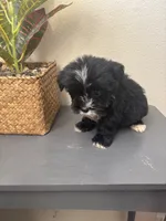 Teddy, a male Maltipoo for sale in Houston, TX – Photo 5 of 9