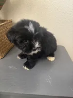 Teddy, a male Maltipoo for sale in Houston, TX – Photo 4 of 9