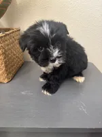 Teddy, a male Maltipoo for sale in Houston, TX – Photo 1 of 9