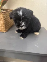 Teddy, a male Maltipoo for sale in Houston, TX – Photo 2 of 9