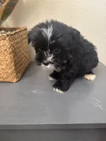 Teddy, a male Maltipoo for sale in Houston, TX – Photo 3 of 9