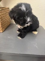 Teddy, a male Maltipoo for sale in Houston, TX – Photo 9 of 9