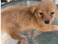 Waffles , a male Chihuahua for sale in Houston, TX – 4 of 9