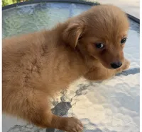 Waffles , a male Chihuahua for sale in Houston, TX – 6 of 9