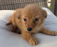 Waffles , a male Chihuahua for sale in Houston, TX – 3 of 9