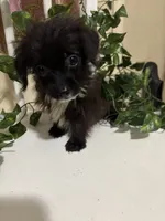 Nilo, a male Chihuahua for sale in Houston, TX – 6 of 6