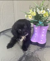 Bentley, a male Maltipoo for sale in Houston, TX – 7 of 9