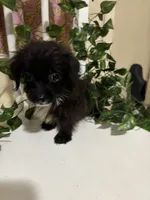 Nilo, a male Chihuahua for sale in Houston, TX – 5 of 6