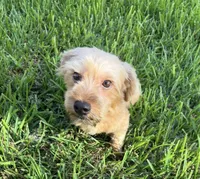 Beau , a male Morkie for sale in Houston, TX – 5 of 6