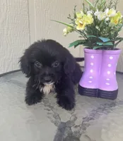 Bentley, a male Maltipoo for sale in Houston, TX – 5 of 9