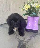 Bentley, a male Maltipoo for sale in Houston, TX – 3 of 9