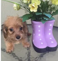 Mica, a female Morkie for sale in Houston, TX – 9 of 9