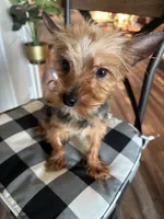 Bowie, a male Yorkshire Terrier for sale in Houston, TX – 2 of 7