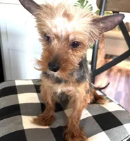 Bowie, a male Yorkshire Terrier for sale in Houston, TX – 3 of 7