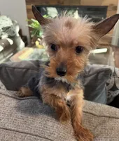 Bowie, a male Yorkshire Terrier for sale in Houston, TX – 7 of 7