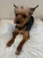Bowie, a male Yorkshire Terrier for sale in Houston, TX – Photo 2 of 7