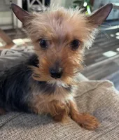 Bowie, a male Yorkshire Terrier for sale in Houston, TX – 4 of 7