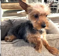 Bowie, a male Yorkshire Terrier for sale in Houston, TX – 5 of 7