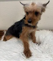 Bowie, a male Yorkshire Terrier for sale in Houston, TX – Photo 5 of 7
