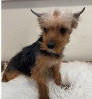 Bowie, a male Yorkshire Terrier for sale in Houston, TX – Photo 4 of 7