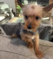 Bowie, a male Yorkshire Terrier for sale in Houston, TX – 6 of 7