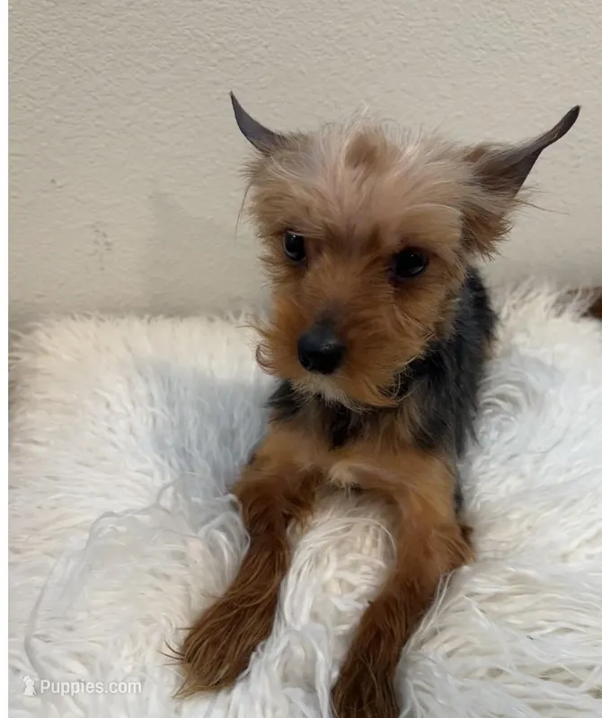 Bowie – Yorkshire Terrier puppy for sale in Houston, TX