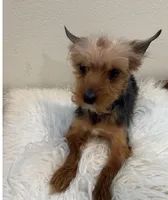 Bowie, a male Yorkshire Terrier for sale in Houston, TX – Photo 1 of 7