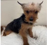 Bowie, a male Yorkshire Terrier for sale in Houston, TX – Photo 6 of 7